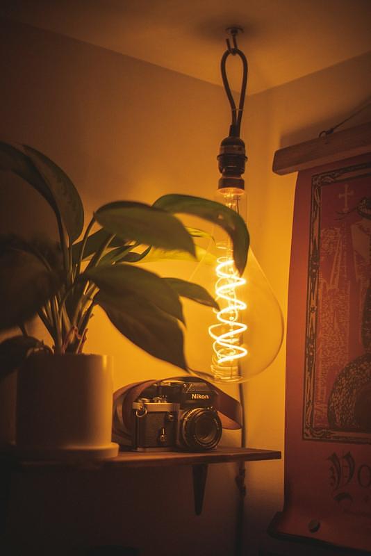 Houseplants, art print