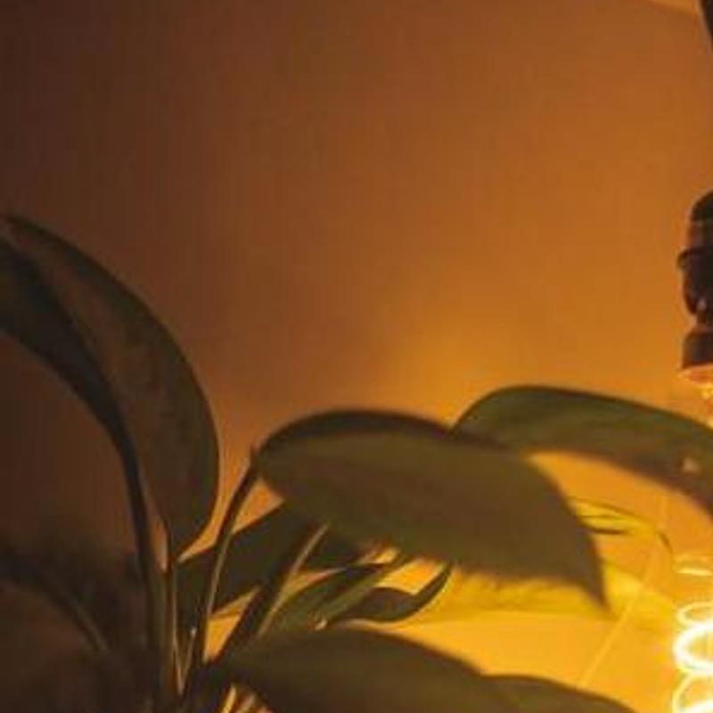 Houseplants, art print, photograph 3