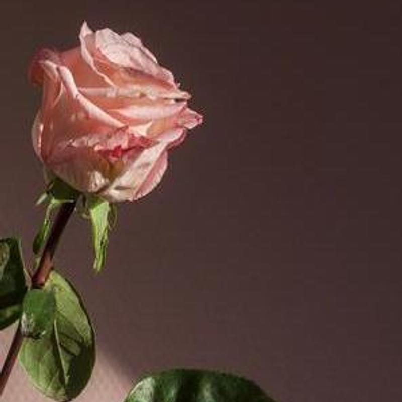 Flowers on the stool, still life, photograph 4